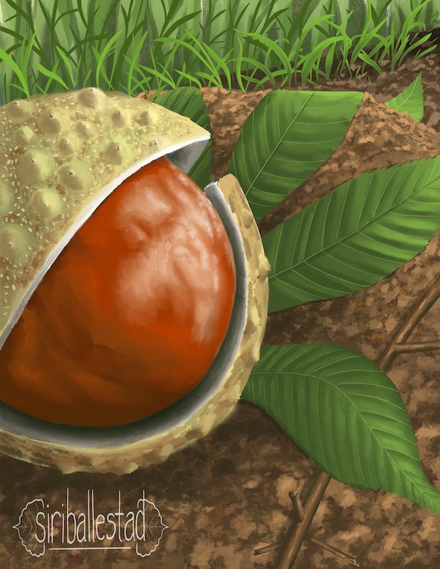 A close-up digital illustration of a buckeye seed and seed capsule.