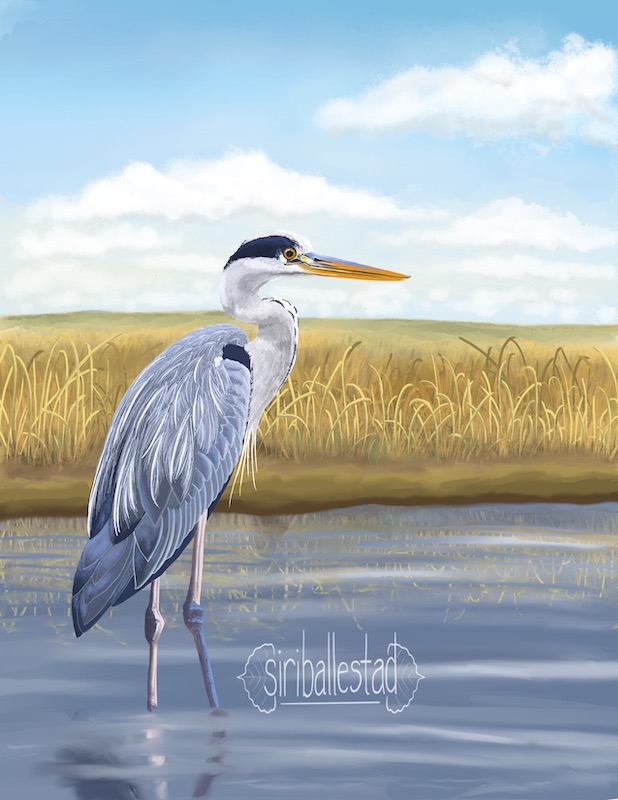 A digital illustration of a blue heron standing in a river surrounded by the prairie.