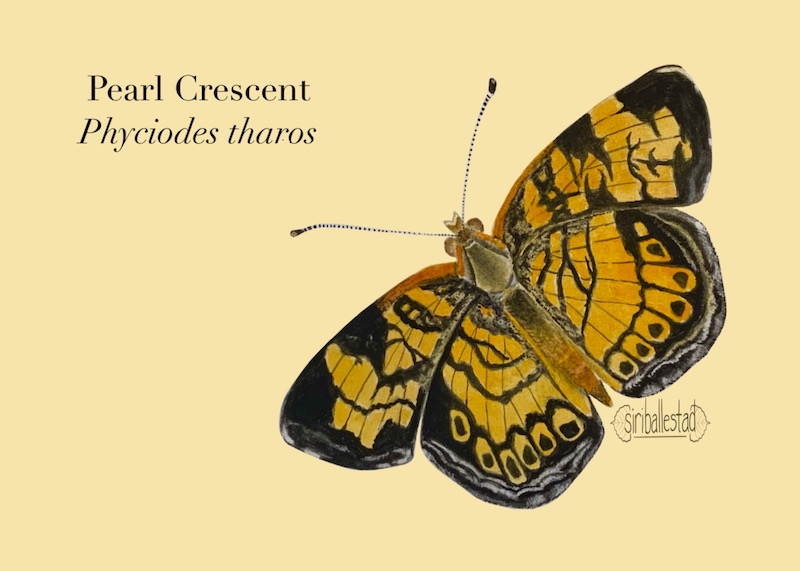 A watercolor painting of a Pearl Crescent butterfly.