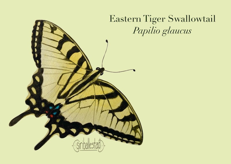 A watercolor painting of a eastern tiger swallowtail butterfly.