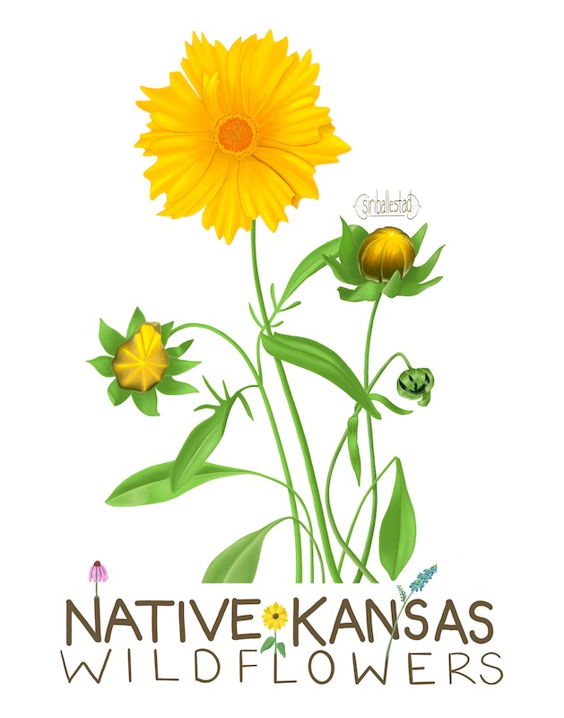 A digital illustration of a lanceleaf coreopsis in various stages of development, with the words "Native Kansas Wildflowers" below it